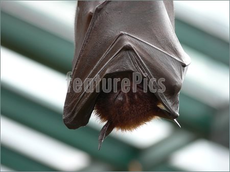 Sleeping Bat Picture  Stock Picture At Featurepics Com