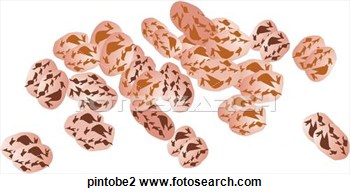 Clip Art Of Pinto Beans Pintobe2   Search Clipart Illustration