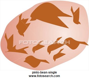 Clipart Of Pinto Bean Single Pinto Bean Single   Search Clip Art    