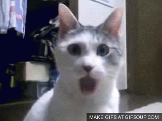 Omg Cat Animated Gif   Gifs   Gifsoup Com