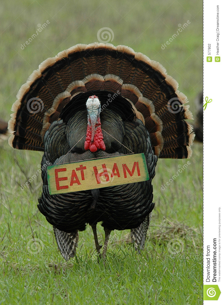Thanksgiving Humor   Eat Ham  Turkey Stock Photography   Image  577802