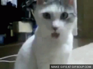 Trololo And Omg Cat Animated Gif   Gifs   Gifsoup Com