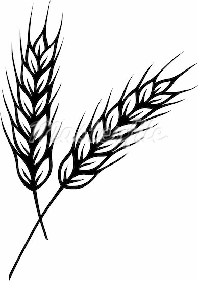 Wheat 20clipart   Clipart Panda   Free Clipart Images
