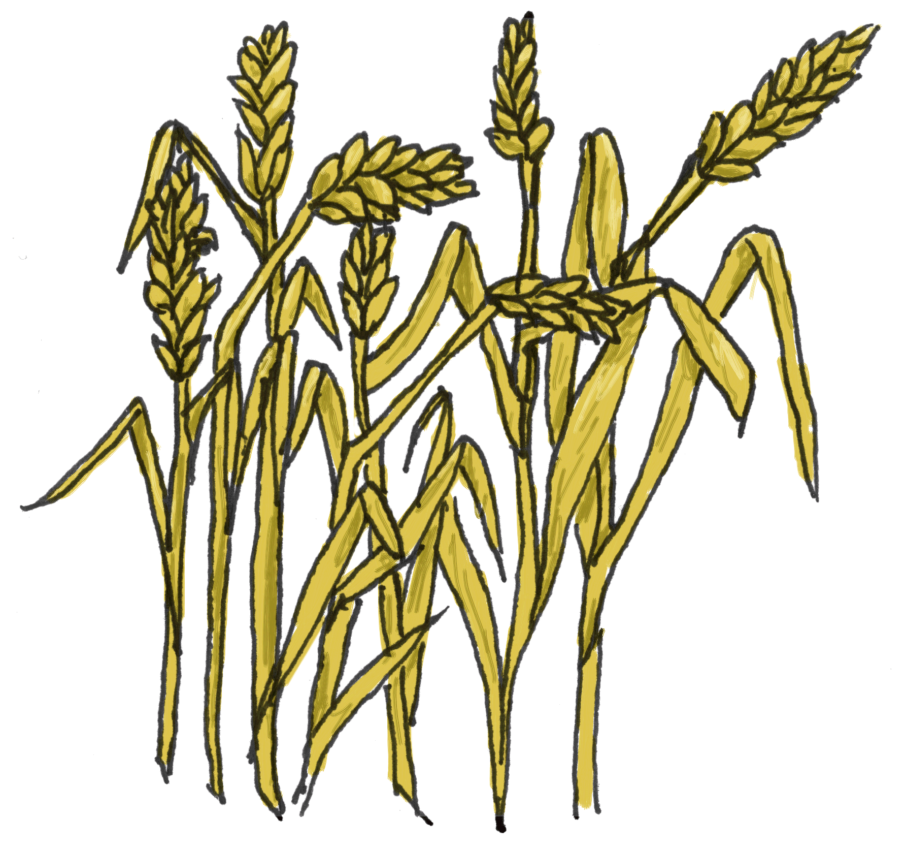 Wheat Images Clip Art   Clipart Best