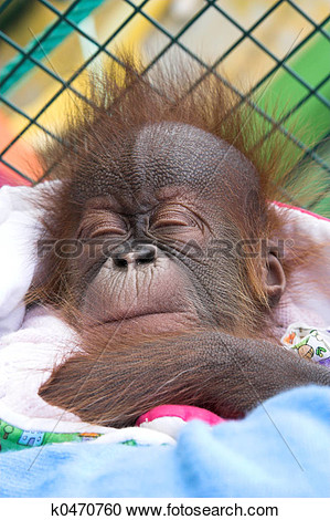 Baby Orangutan Reproduction Program In The Zoo Of Santillana Del Mar