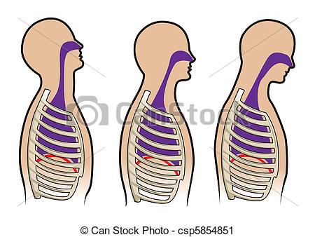 Breathing Clipart Human Breathing Diagram