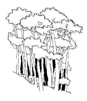 Clip Art Forest Black And White   Clipart Panda   Free Clipart Images