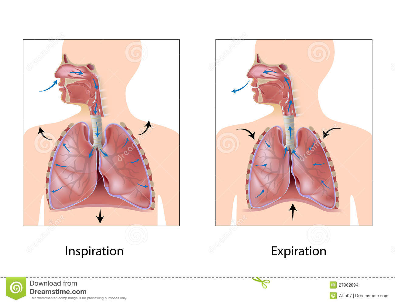 Cycle Of Breathing Inspiration And Expiration Eps10