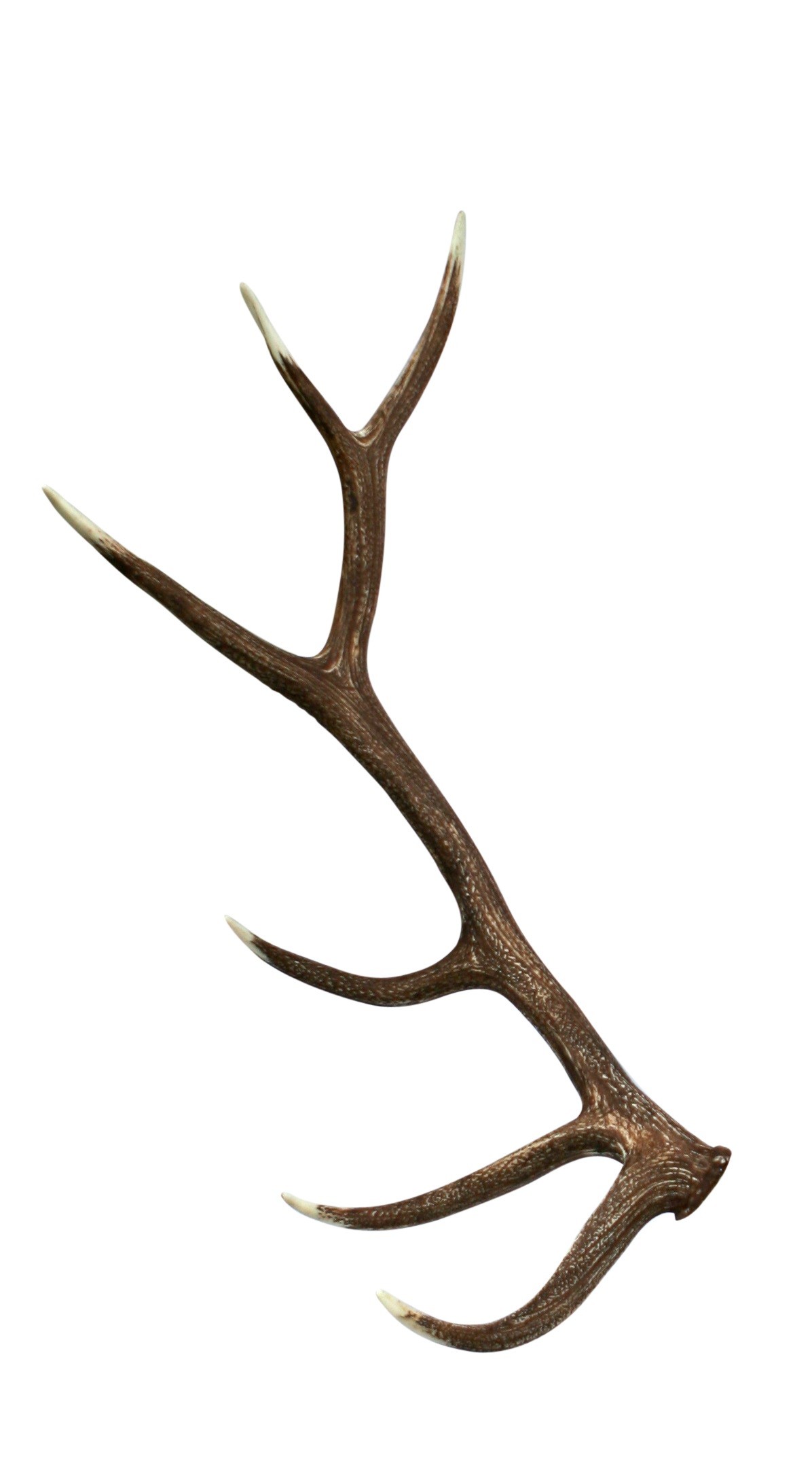 Elk Shed Antler Right Front