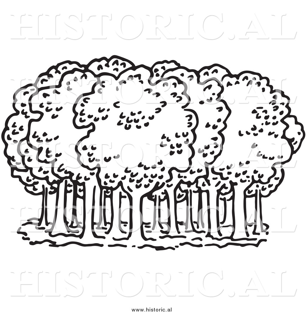 Forest Clip Art Clipart Of Deciduous Trees In