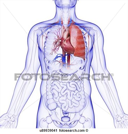 Human Respiratory System Artwork  Fotosearch   Search Clip Art