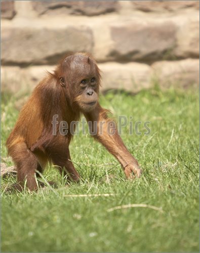 Image Of This Baby Orangutan Was Photographed At A Zoo In The Uk