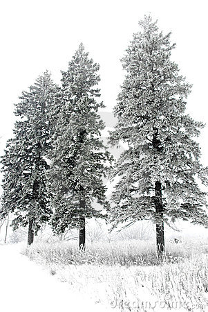 Scenic View Of Snow Covered Pine Trees In Winter With White Background