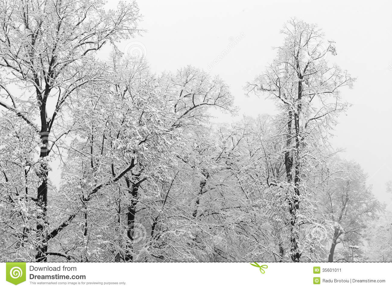 Snow Covered Forest Trees On A Snowing Day