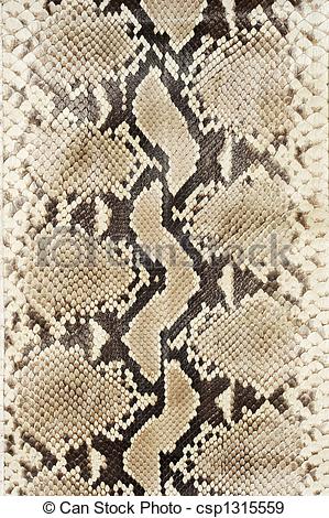 Stock Photo   Snake Skin Leather  Vertical    Stock Image Images    