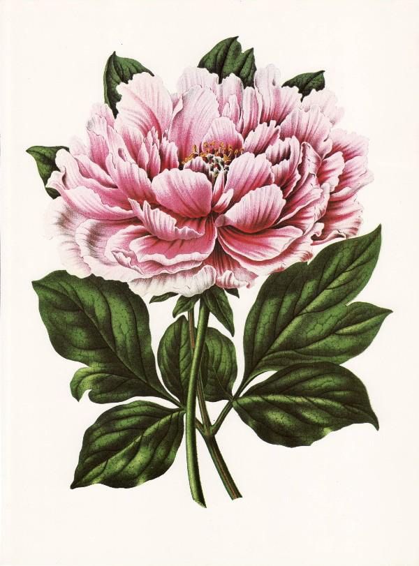Botanical Prints Vintage Pink Flower Prints Pink Peonies Clips Art