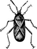 Illustration Of A Squash Bug Or Coreus Tristis   Royalty Free Clip Art
