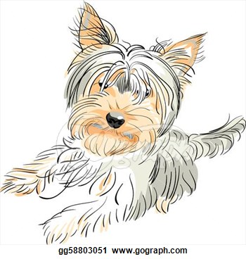 Vector Pedigreed Dog Yorkshire Terrier  Clipart Drawing Gg58803051