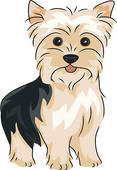 Yorkshire Terrier   Stock Illustration