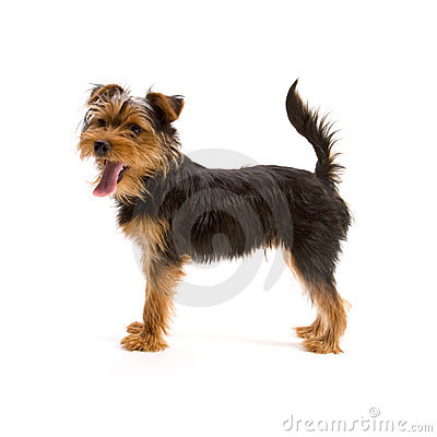 Yorkshire Terrier Stock Images   Image  19575394