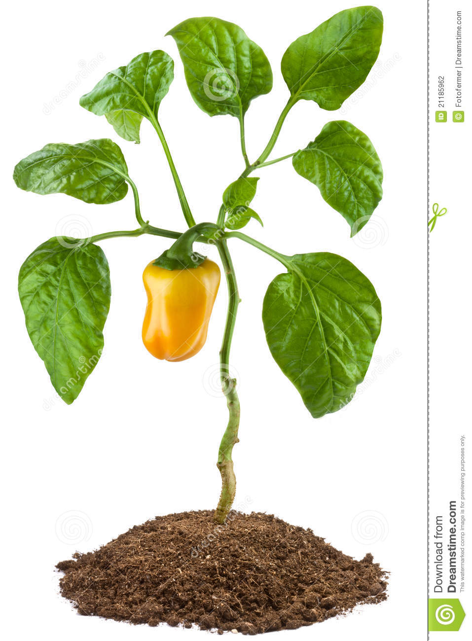 Bell Pepper Plant Clipart Images   Pictures   Becuo