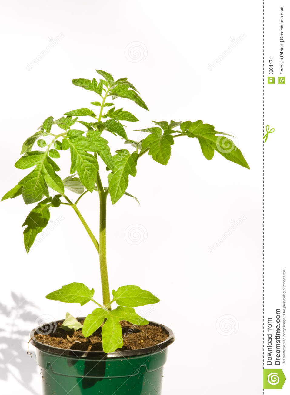 Bell Pepper Plant Clipart Tomato Plant Clip Art Tomato
