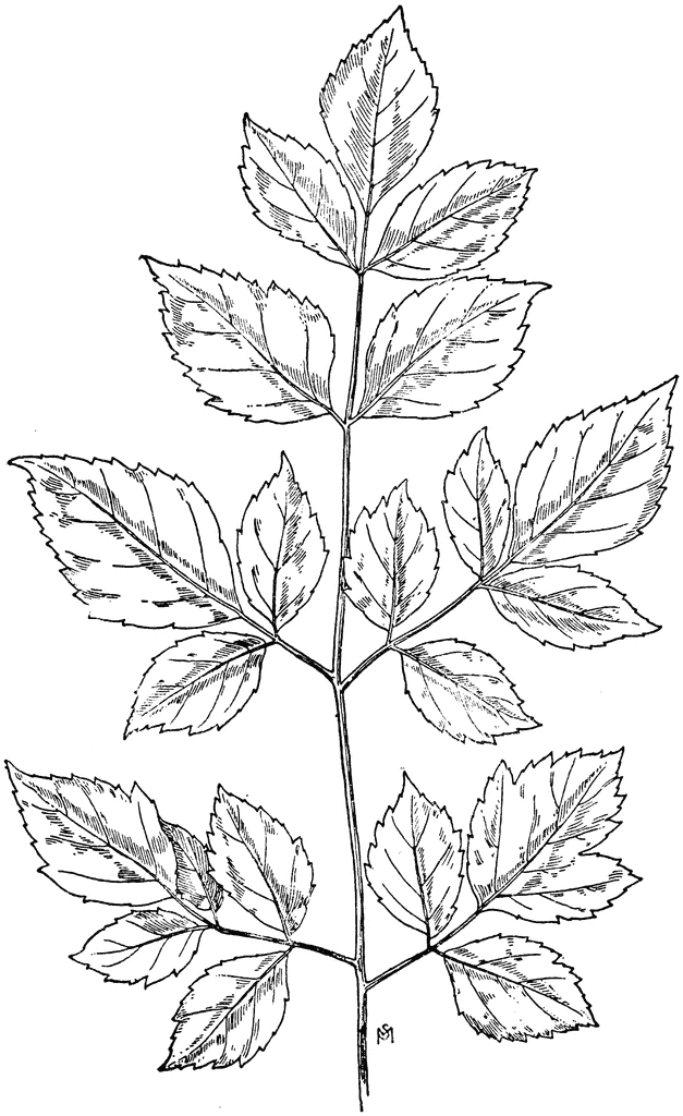 China Tree Leaf