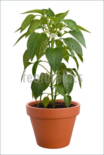 Pepper Plant In A Pot Isolated On A White Background