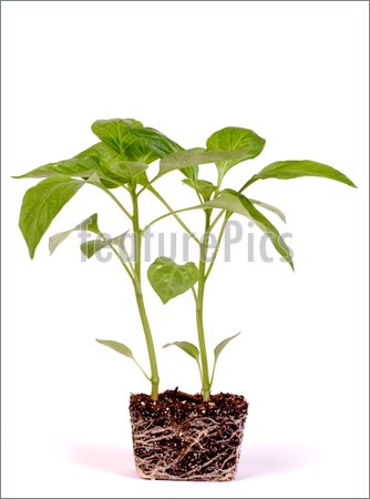 Pics Of Pepper Plant    Pepper Plant On White Background