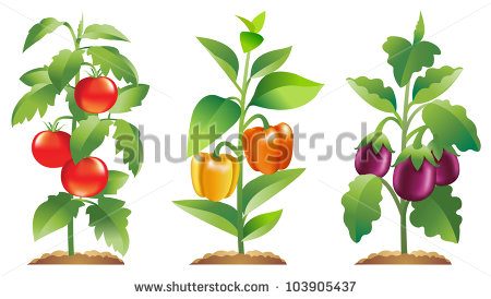 Tomato Plant Bell Pepper Plant And Eggplant Stock Vector 103905437