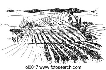 Stock Illustration Of A Black And White Ink Drawing Of A Vineyard