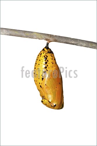 Butterfly Chrysalis Clipart Picture Of Chrysalis Of