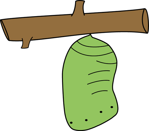 Butterfly Chrysalis Image   Green Butterfly Chrysalis Hanging From A