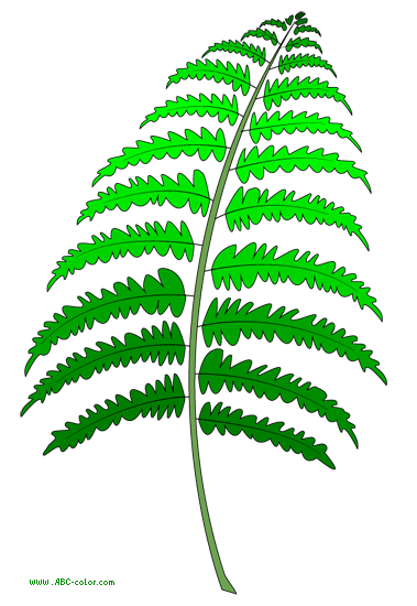 Clipart Of Fern 4   Hd Walls   Find Wallpapers