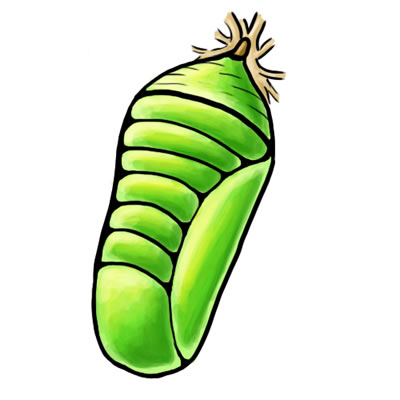 Cocoon Cocoon Clipart Clipart Panda   Free Clipart Images