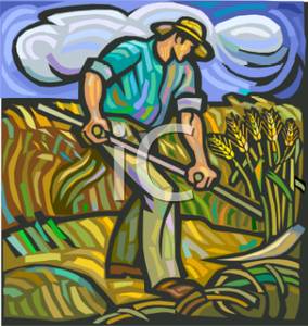 Farmer Harvesting A Field Of Wheat   Royalty Free Clipart Picture