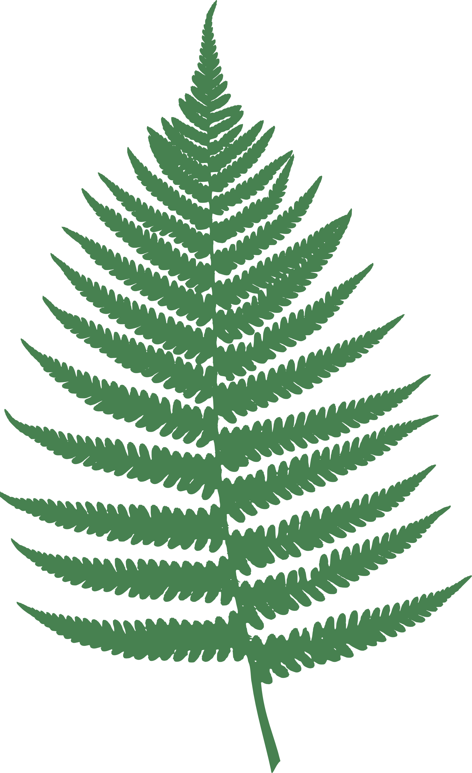 Farn Fern Png 53 K  Farn Fern 555px Png 98 K  Farn Fern 999px Png 196
