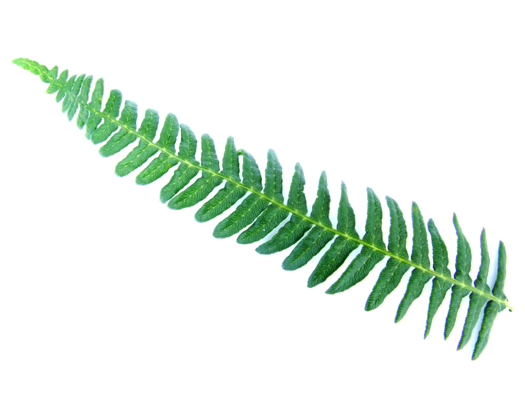 Fern Leaves Black And White Clipart   Cliparthut   Free Clipart