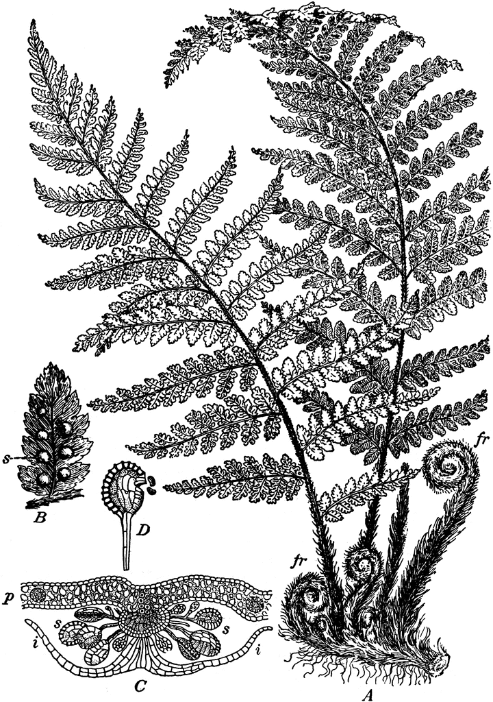 Fern Spore Plant   Clipart Etc