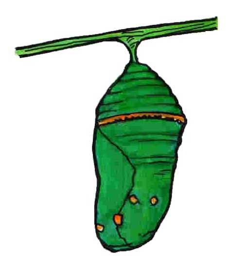 Forms Aprotective Chrysalis That Protects It From The Outside World    