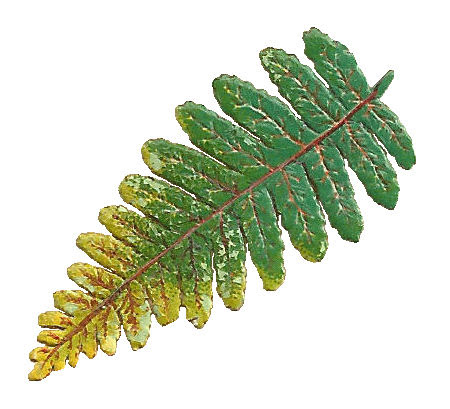 Images  Vintage Fern Clip Art  Victorian Botanical Scrap Of Fern Leaf