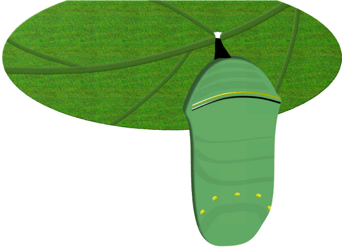 Monarch Butterfly Chrysalis Pupa Insect Life Cycle Complete