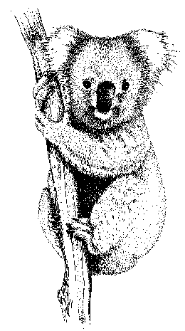 Animal Clip Arts  Koala Clipart