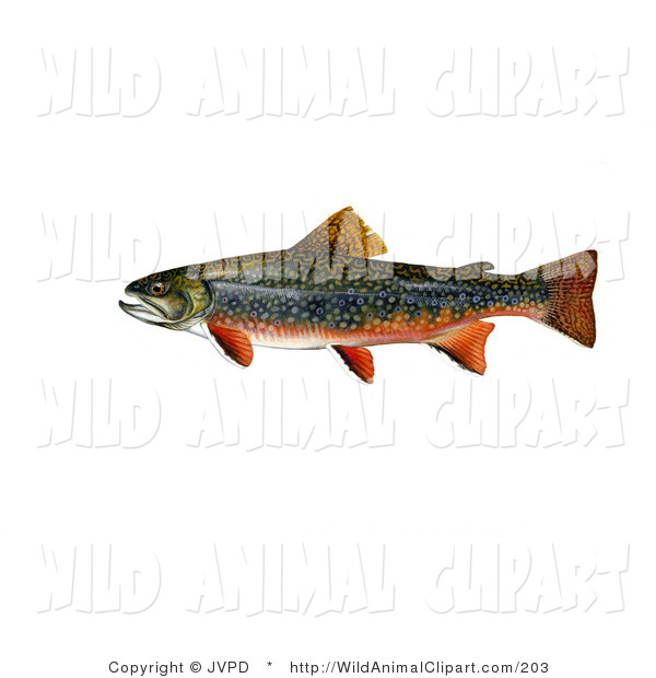 Clip Art Of A Green And Orange Brook Trout Fish  Salvelinus Fontinalis    