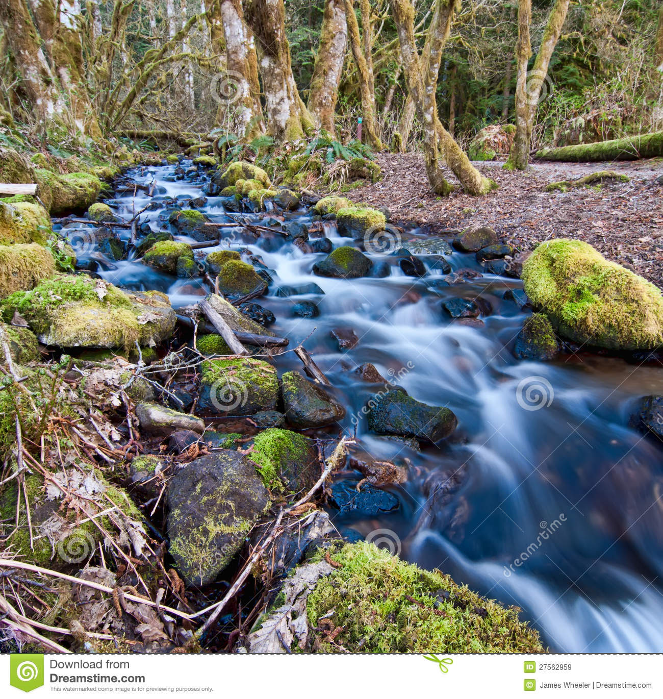 Flowing Stream With Mossy Rocks Royalty Free Stock Images   Image    