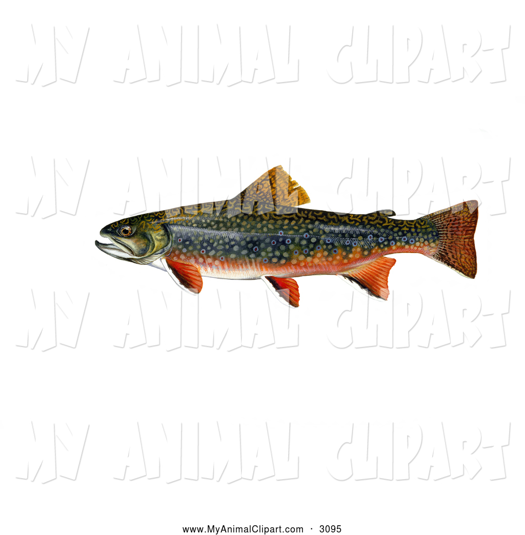 Larger Preview  Clip Art Of A Brook Trout Fish  Salvelinus Fontinalis