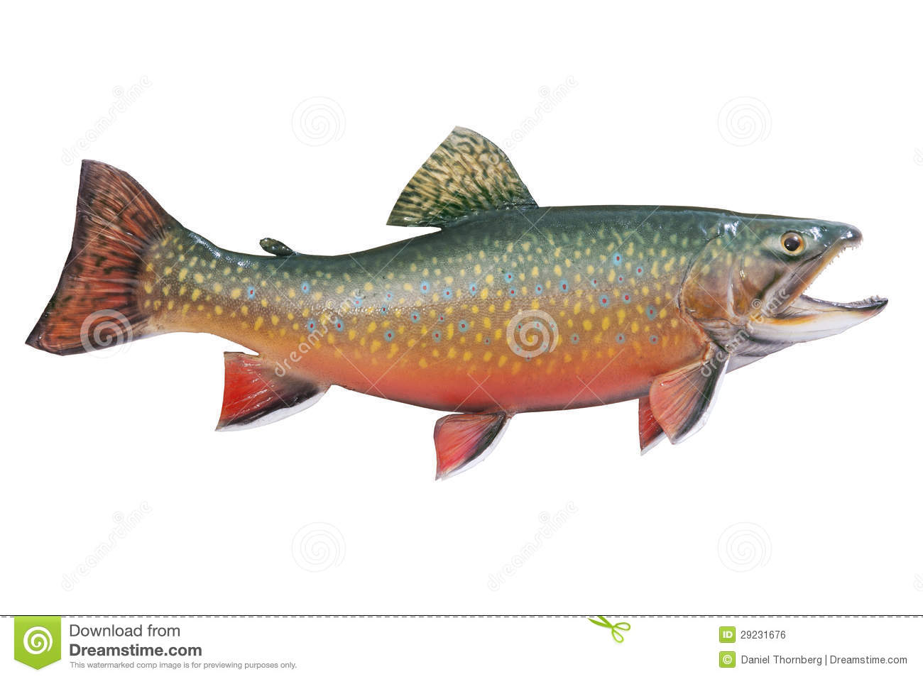 Male Brook Or Speckled Trout In Spawning Colors Is Royalty Free Stock