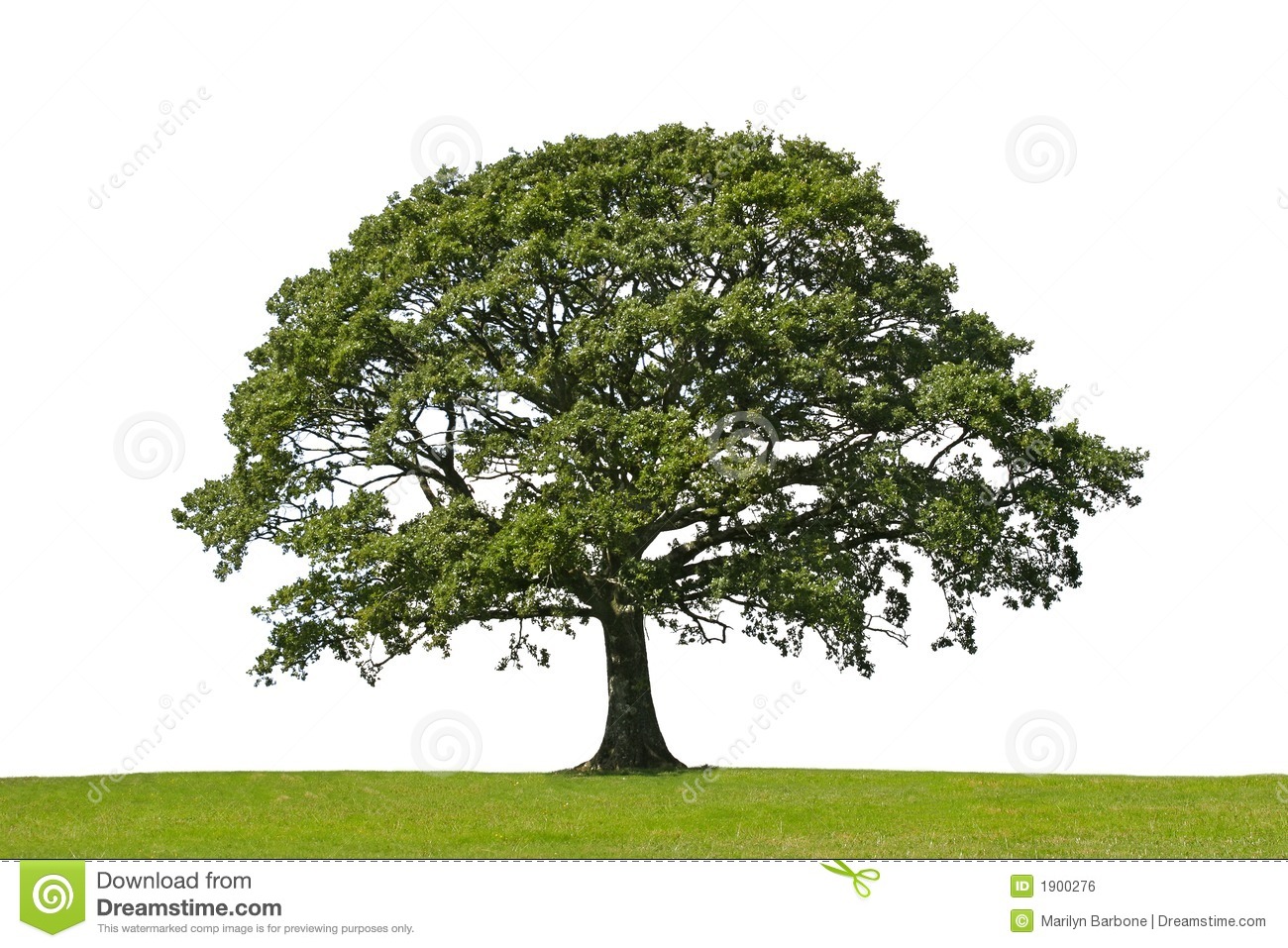 Free Oak Tree Clip Art Images Oak Tree Symbol Of Strength Royalty Free    