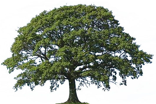 Gallery For   Oak Tree With Roots Clip Art