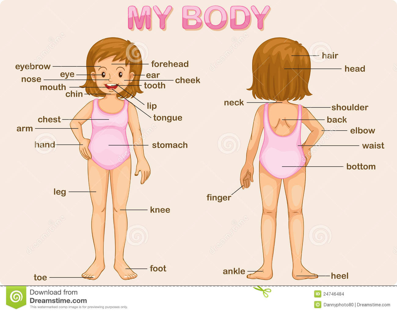 Showing Gallery For My Body Parts Clipart